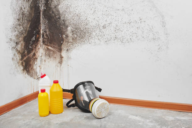 Best Best Mold Removal Companies  in Crockett, CA