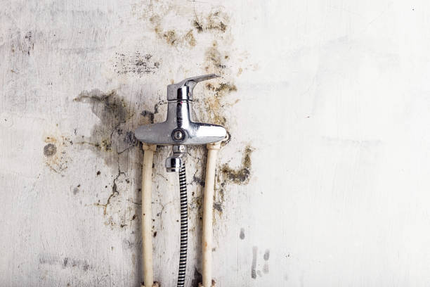 Best Home Mold Removal  in Crockett, CA