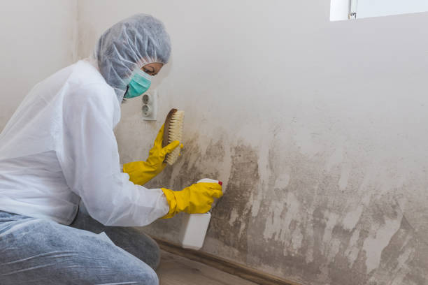 Best Affordable Mold Removal  in Crockett, CA