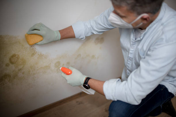 Best Commercial Mold Removal  in Crockett, CA