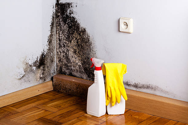 Best Same-Day Mold Removal  in Crockett, CA