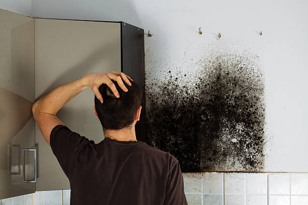 Best Mold Removal Company Near Me  in Crockett, CA