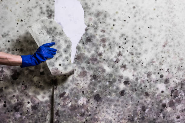 Best Mold Damage Repair  in Crockett, CA